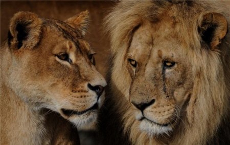 ���������� �������� (9 ����)