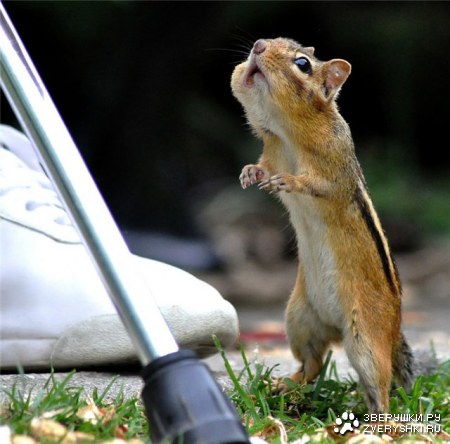 ���������� �������� (9 ����)