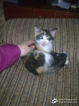 �������� ����� ������ (8 ����)