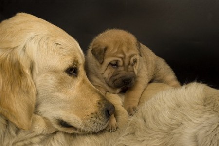 �������� (11 ����)