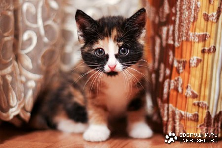 ������ � ������� :)