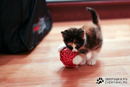 ������ � ������� :)