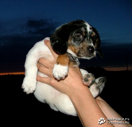 �������������� ������ ;)