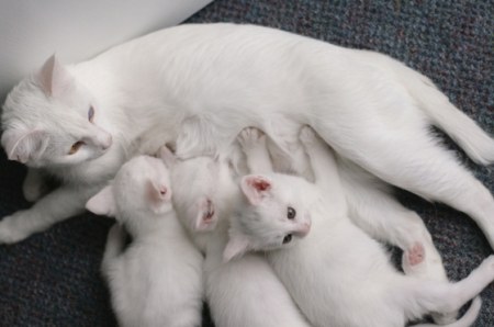 ����� ��������� (6 ����)