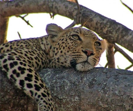 � ������... :)