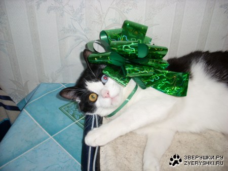 ��� ���� (4 ����)