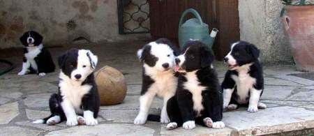 ������� ������� ����� (15 ����)