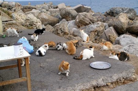 ������� ������� ����� (15 ����)