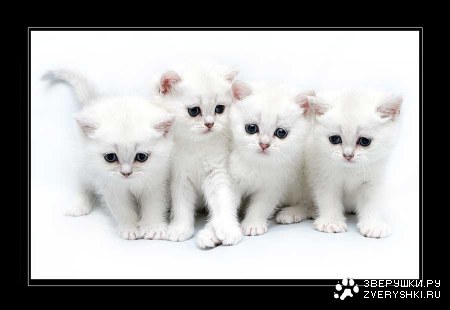 ������� ������� ����� (15 ����)