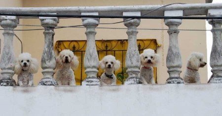 ������� ������� ����� (15 ����)