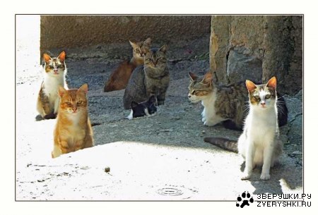 ������� ������� ����� (15 ����)