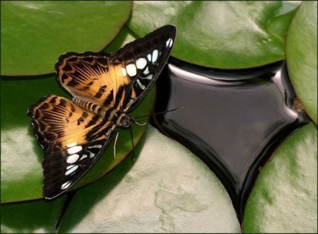 �������� ���������� �������� (10 ����)