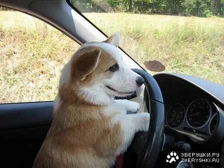 ������������ ���� (12 ����)