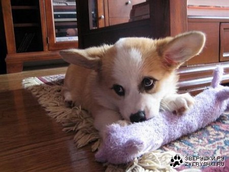 ������������ ���� (12 ����)