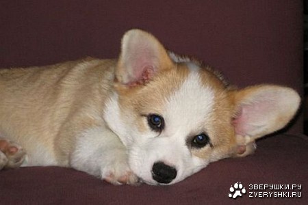 ������������ ���� (12 ����)