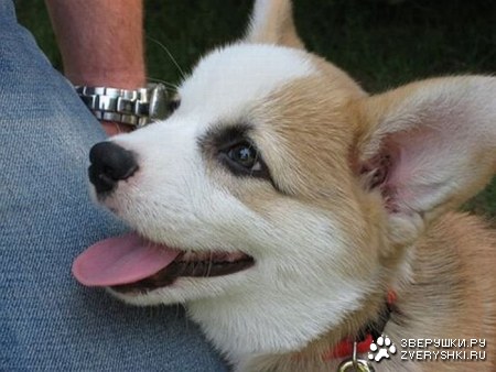 ������������ ���� (12 ����)