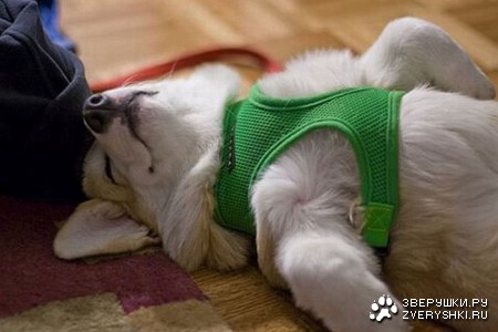 ������������ ���� (12 ����)