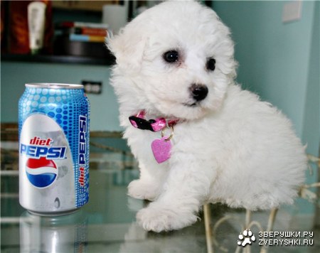 ��� ��������? ;)