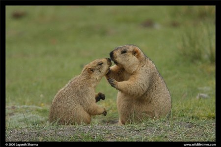 ������������ ������� :)