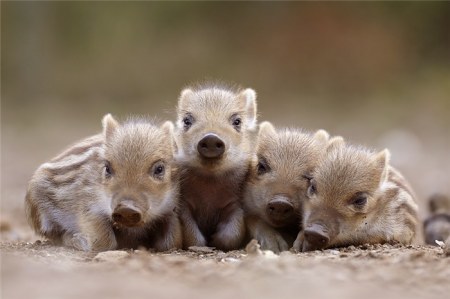 ������ ������ �������� (11 ����)