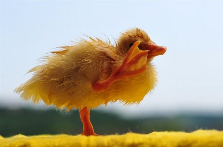 �������� (11 ����������)