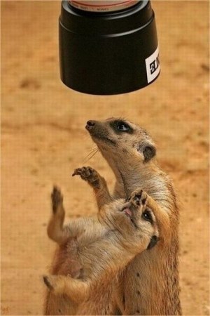 ��������-��������� (18 ����)