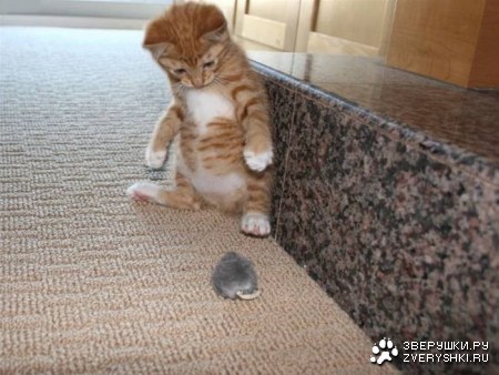 ������ �������� (16 ����)