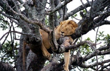 ������ �������� (16 ����)