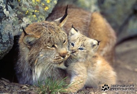 ������ �������� (16 ����)