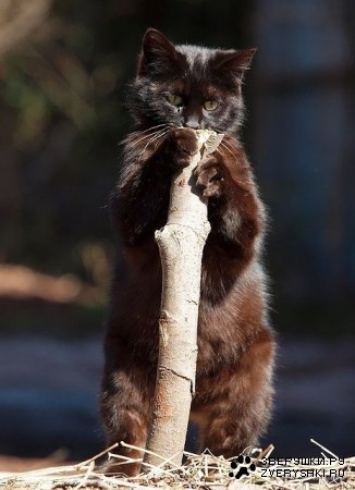 ������ �������� (16 ����)