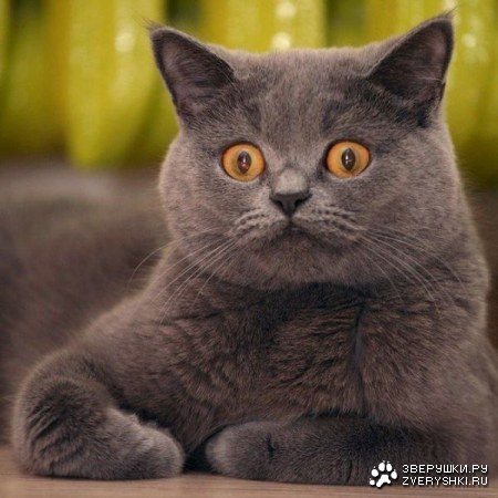 ������ �������� (16 ����)