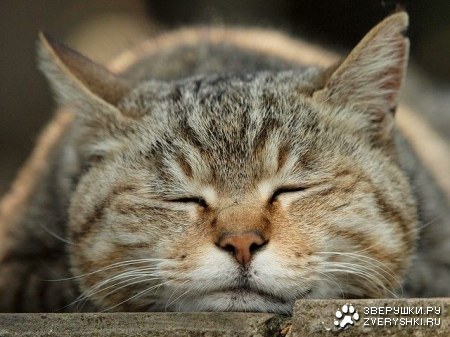 ������ �������� (16 ����)