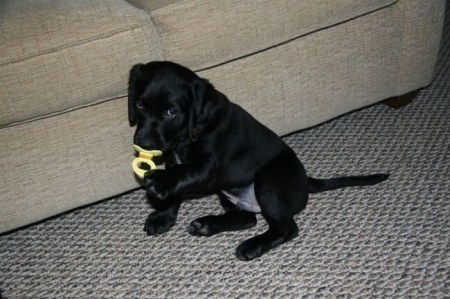 ������ �������� (16 ����)