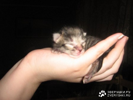 ������ (7 ����������)