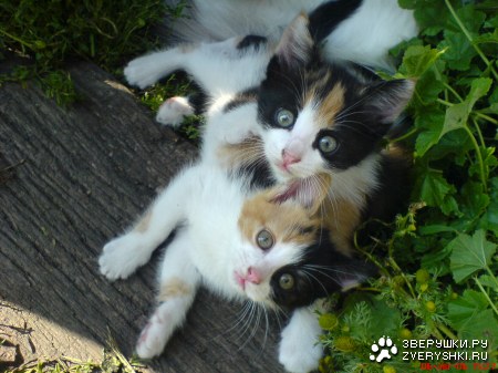 ����������� ������ :)