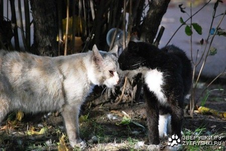 ������� �������� (25 ����)