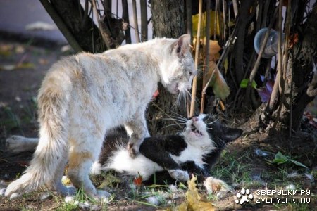 ������� �������� (25 ����)