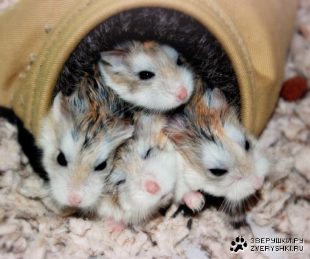 ��������� ��� ���! :)