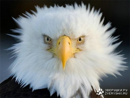 �������� (8 ����)