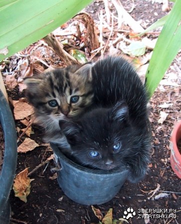 �������� � �������� :)