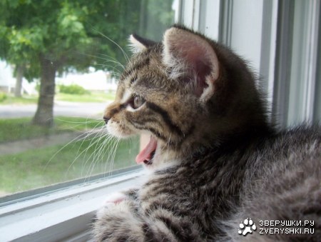 ������ ����� :)