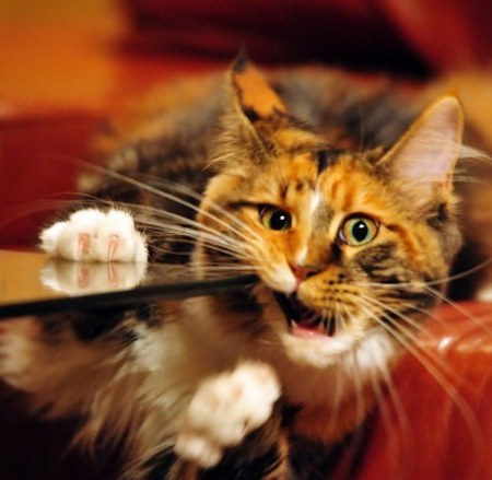 ������ �������� (17 ����)