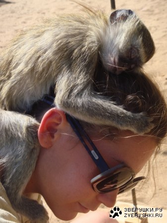 ������������� ��������� (3 ����)