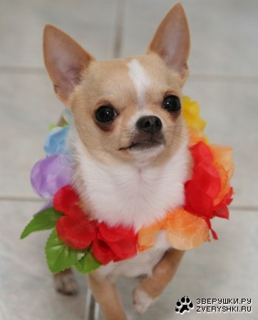 ��� ��� ��� �����? :)