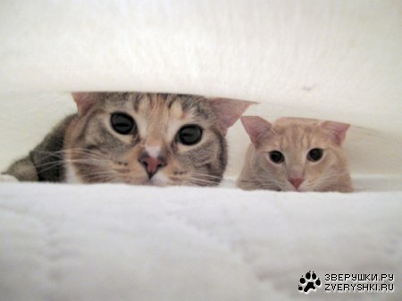 �� �� ����� ������ :)