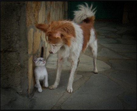 �������� (11 ����������)