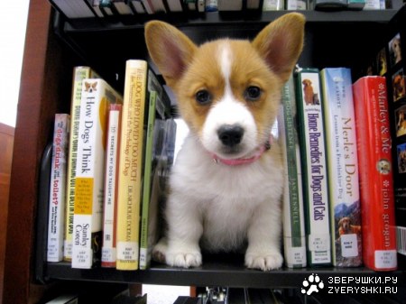 ����� �������� :)