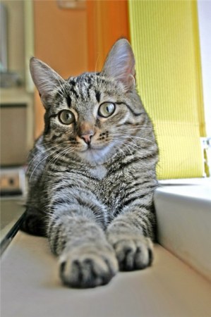 �������� (8 ����������)