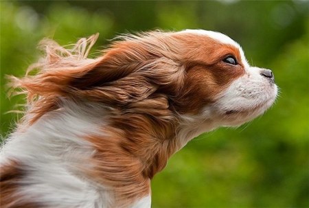 ���������� �������� (22 ����)