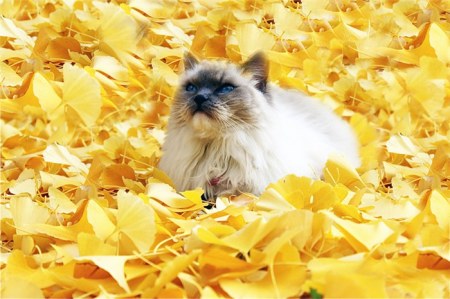 ���������� �������� (22 ����)